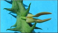 Orbea cucullata 1
